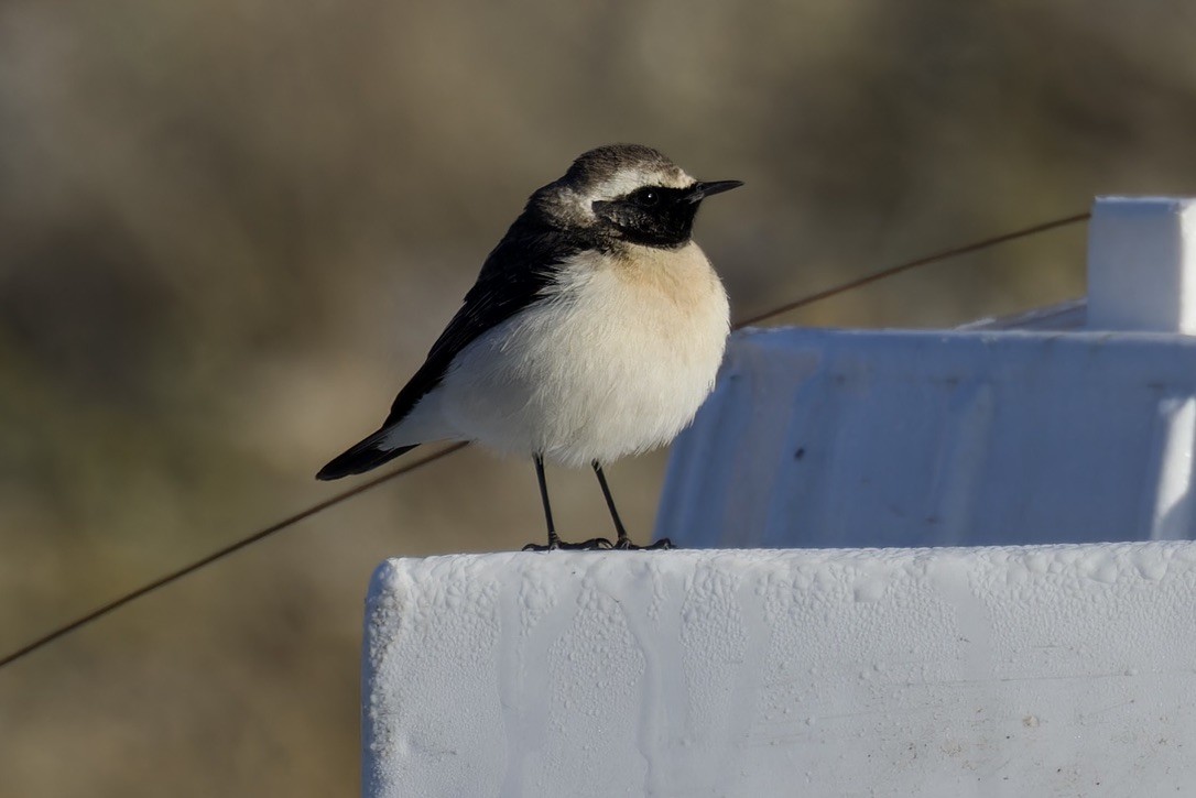 Pied Wheatear - ML614744179