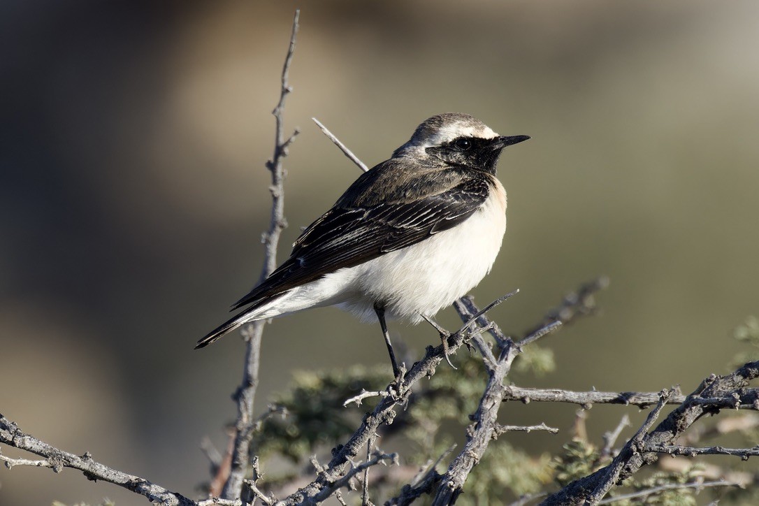 Pied Wheatear - ML614744181