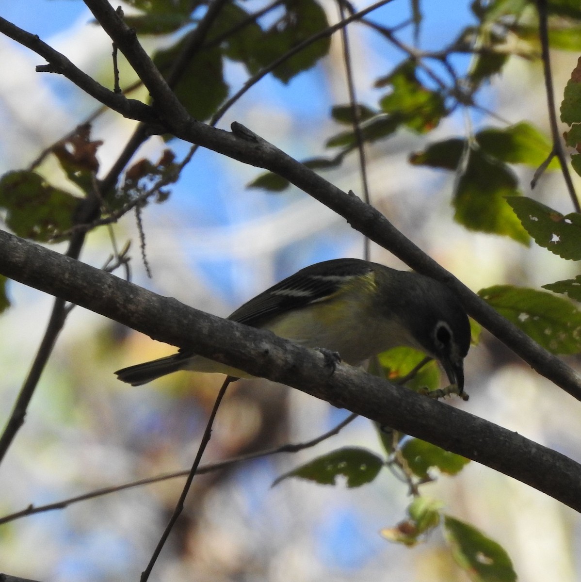 Cassin/Mavi Başlı Vireo - ML614744196