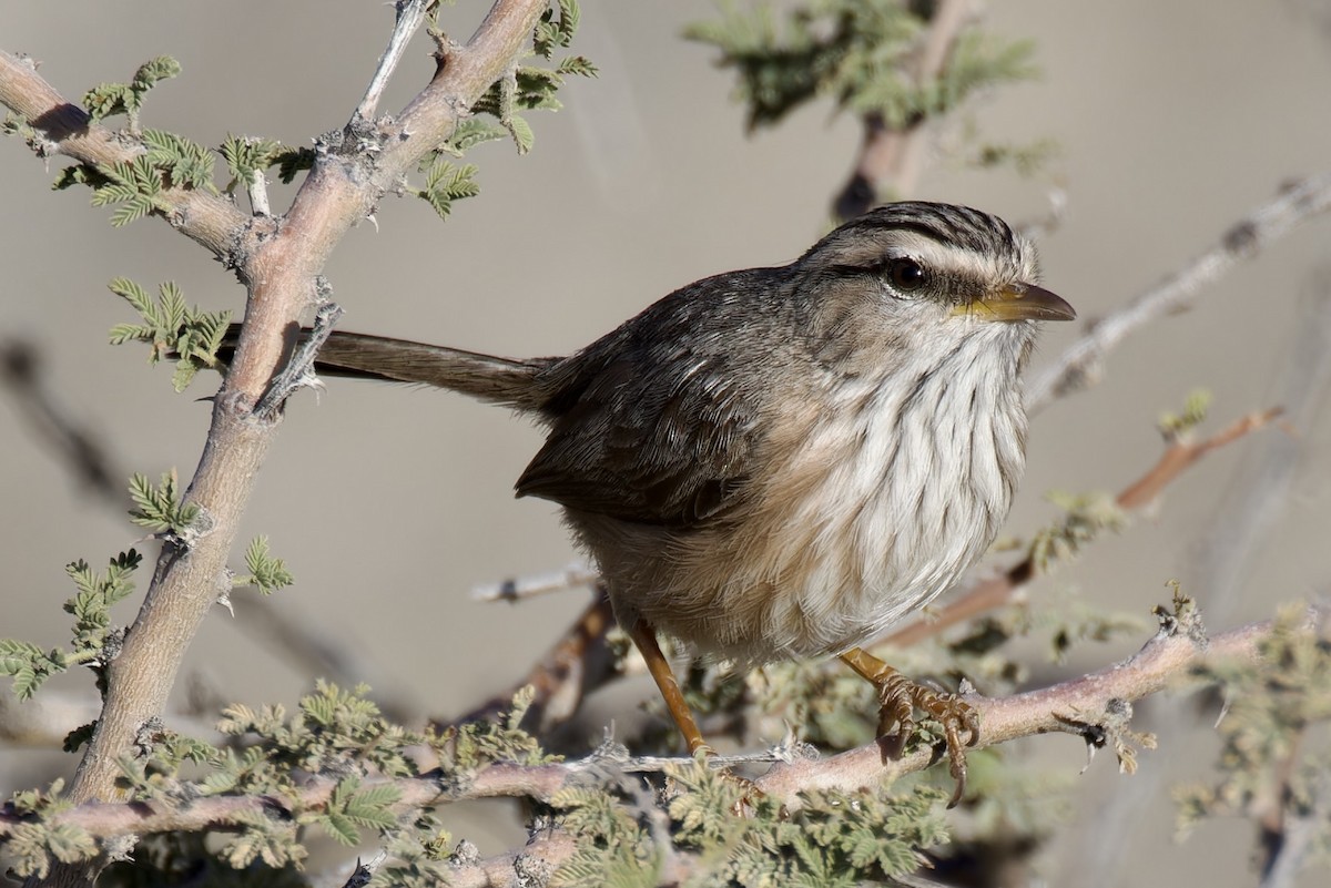 Prinia Desértica (grupo inquieta) - ML614744203