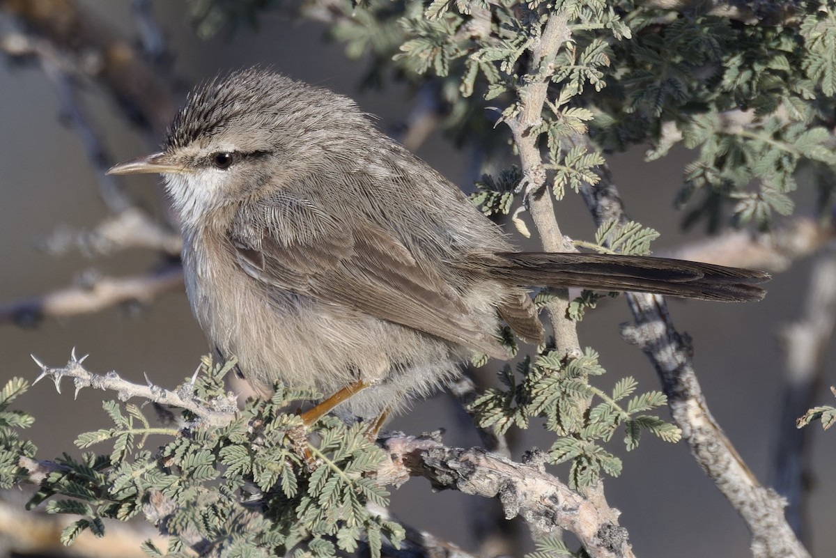 Prinia Desértica (grupo inquieta) - ML614744212