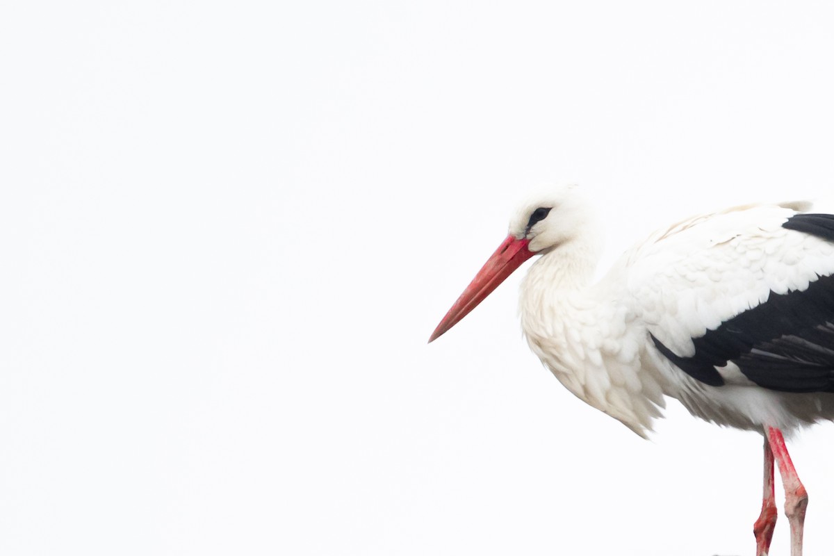 White Stork - Janne Re