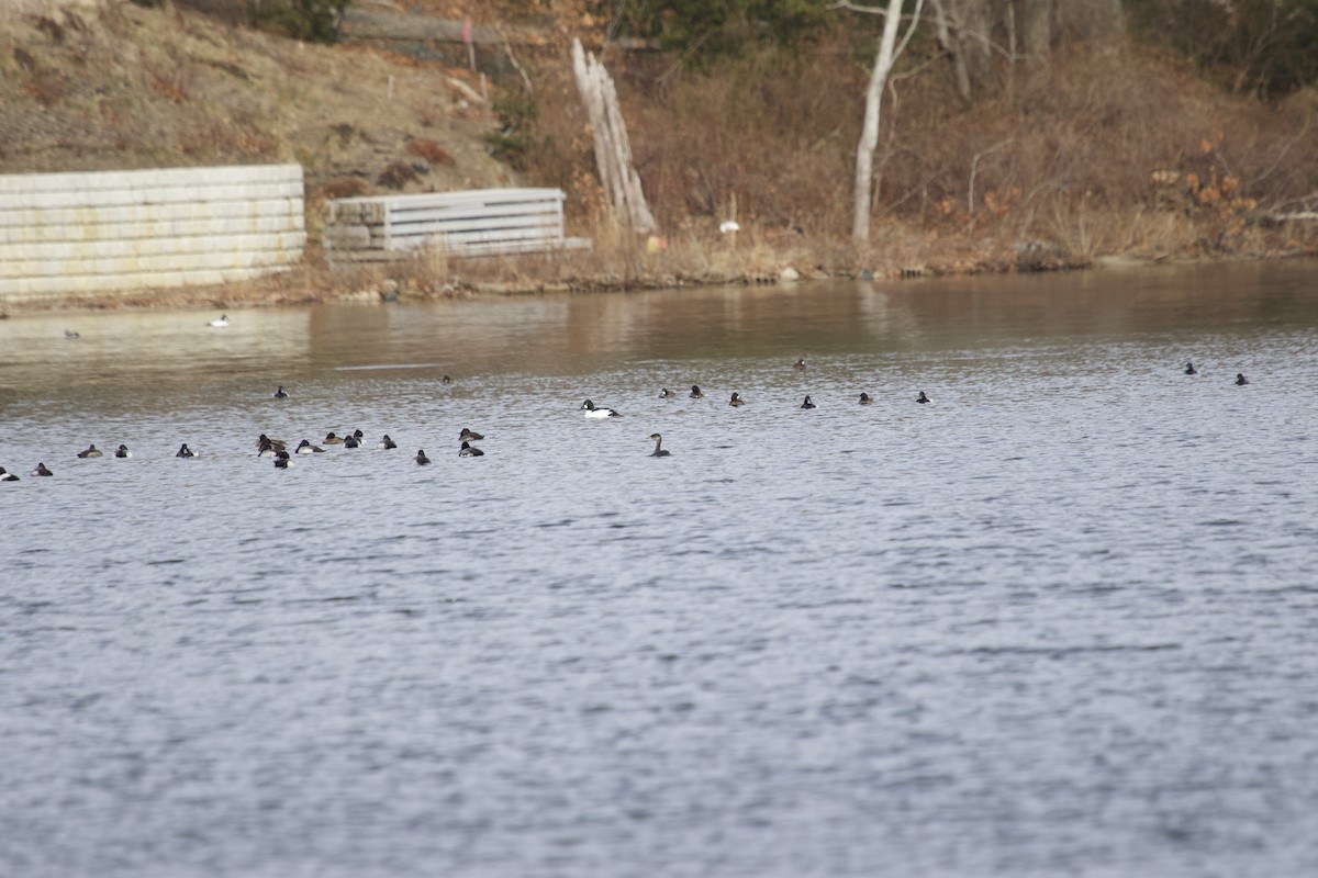 Red-necked Grebe - ML614744273