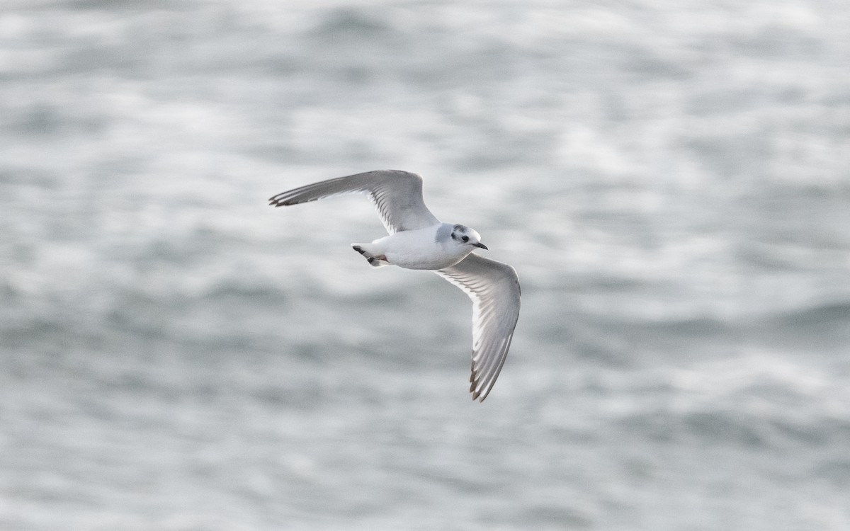 Little Gull - ML614744291