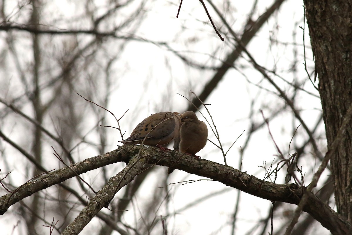 Mourning Dove - ML614744325