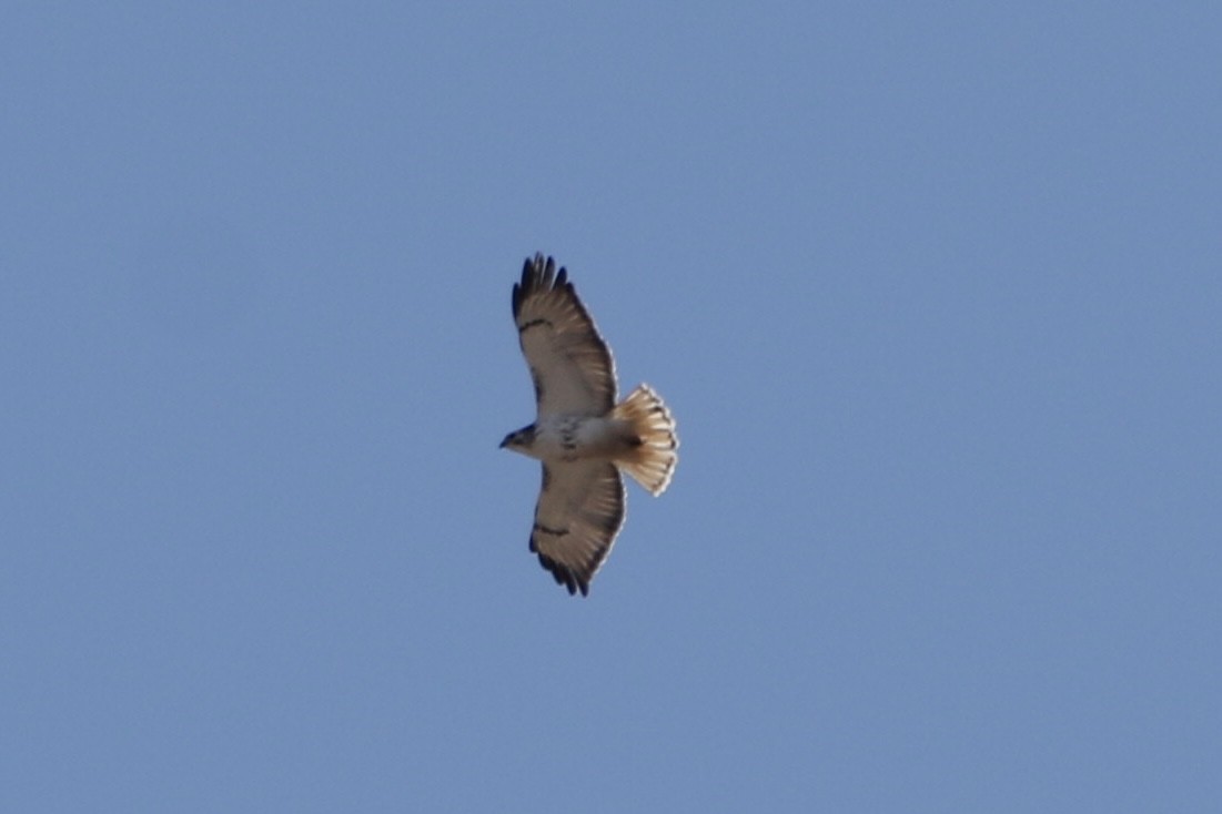 Red-tailed Hawk - ML614744331