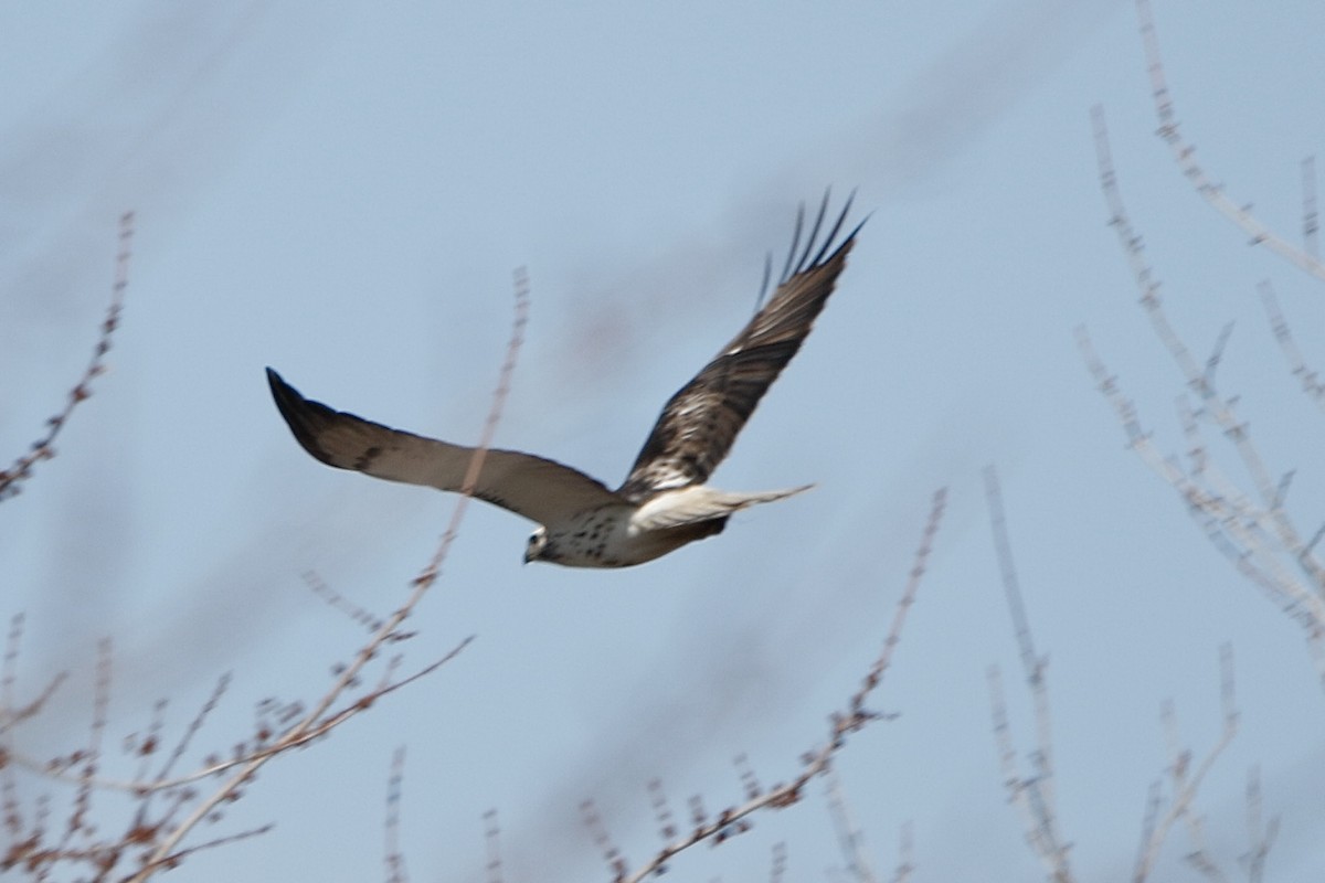 Rotschwanzbussard - ML614744333