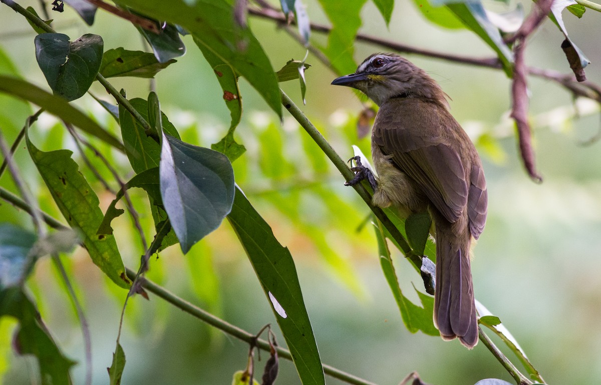 White-browed Bulbul - ML614744401