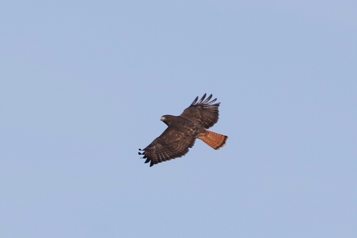 Red-tailed Hawk - ML614744493