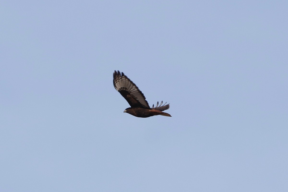 Red-tailed Hawk - ML614744494