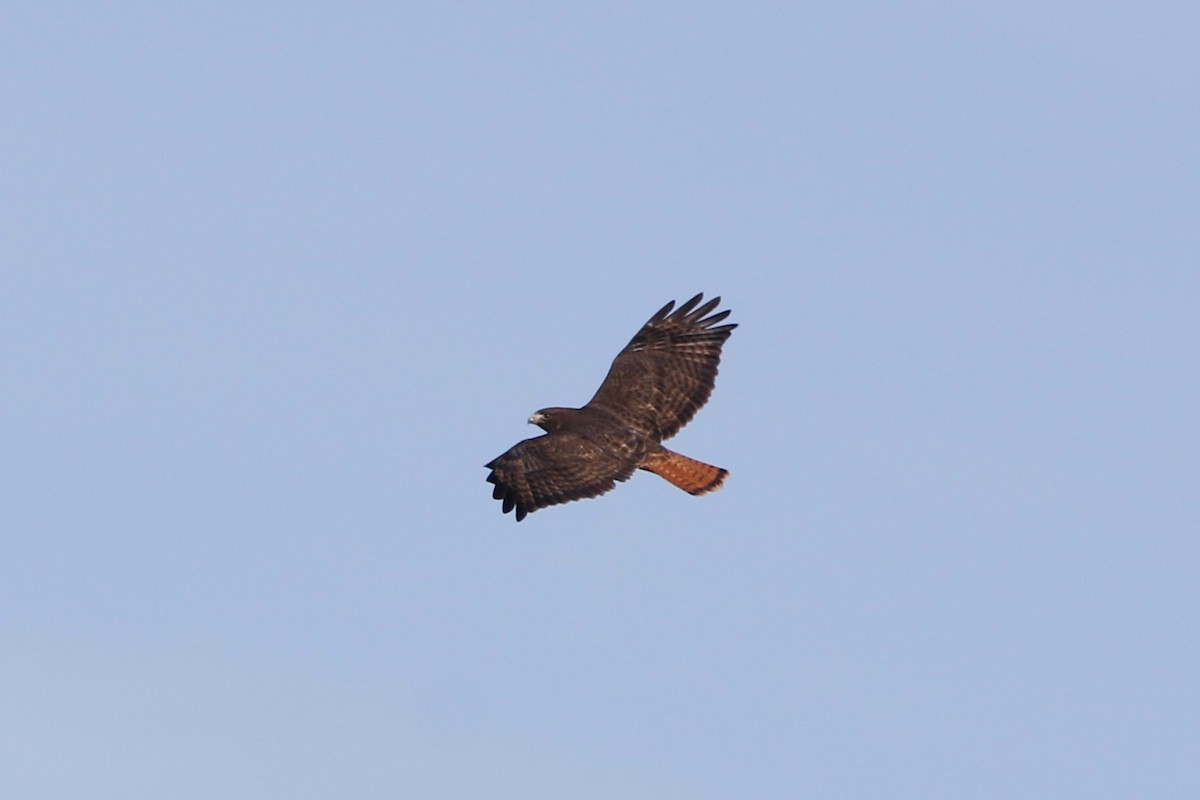 Red-tailed Hawk - ML614744497