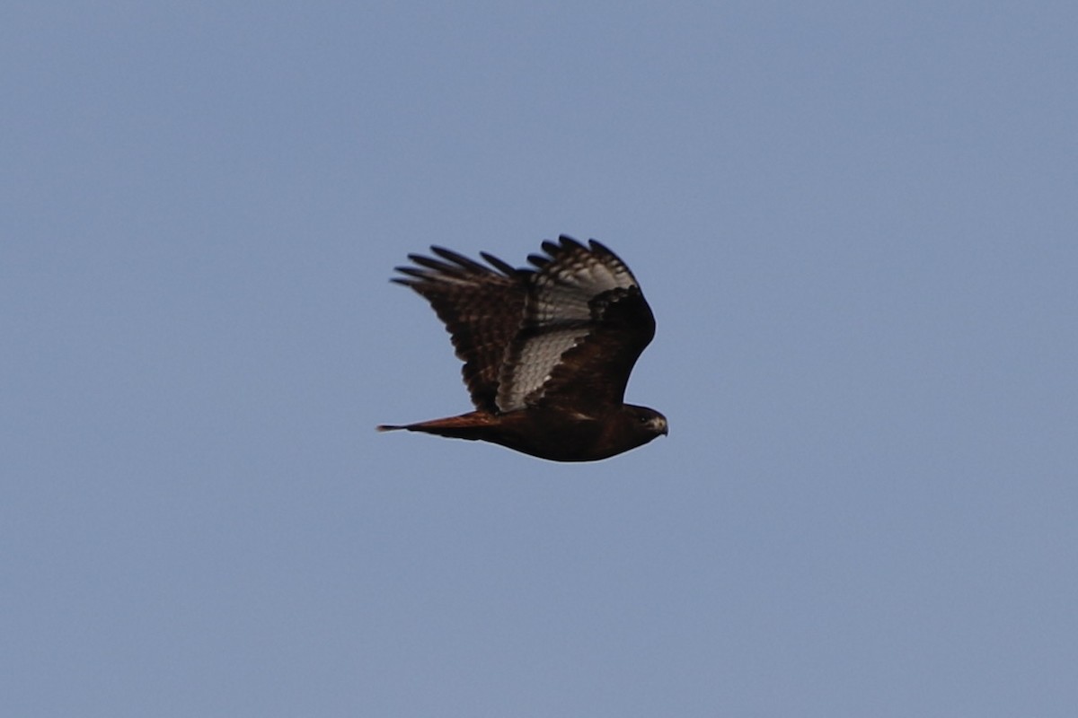 Red-tailed Hawk - ML614744499