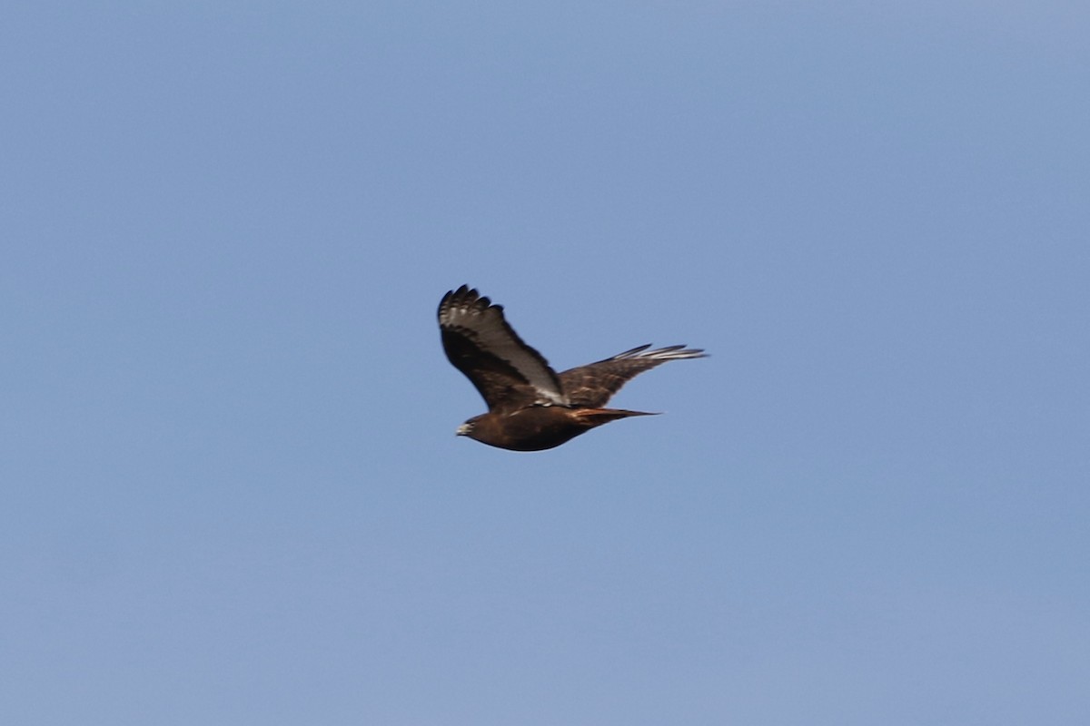 Red-tailed Hawk - ML614744503