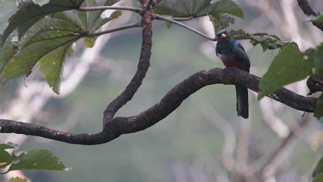 Black-tailed Trogon - ML614744517