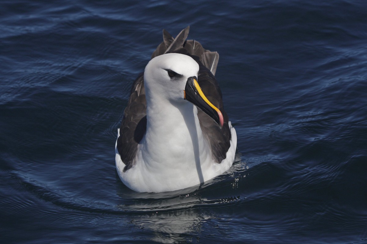 albatros pestrozobý - ML614744586