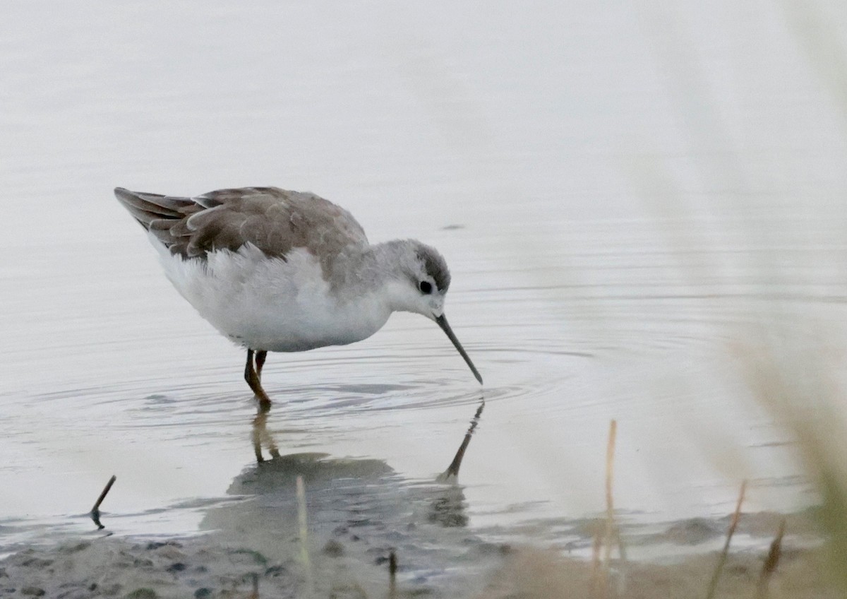 Wilson's Phalarope - Garret Skead