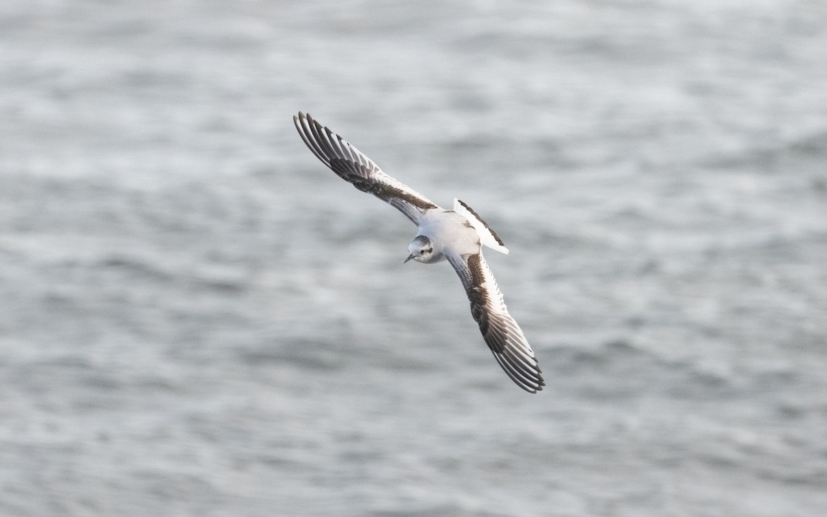 Little Gull - ML614744758