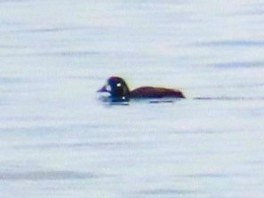 Harlequin Duck - ML614744805