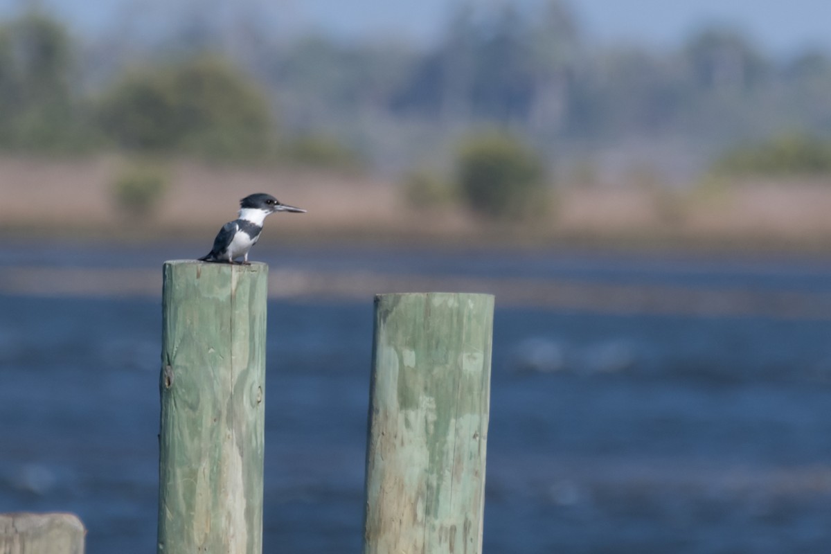 Belted Kingfisher - ML614744865