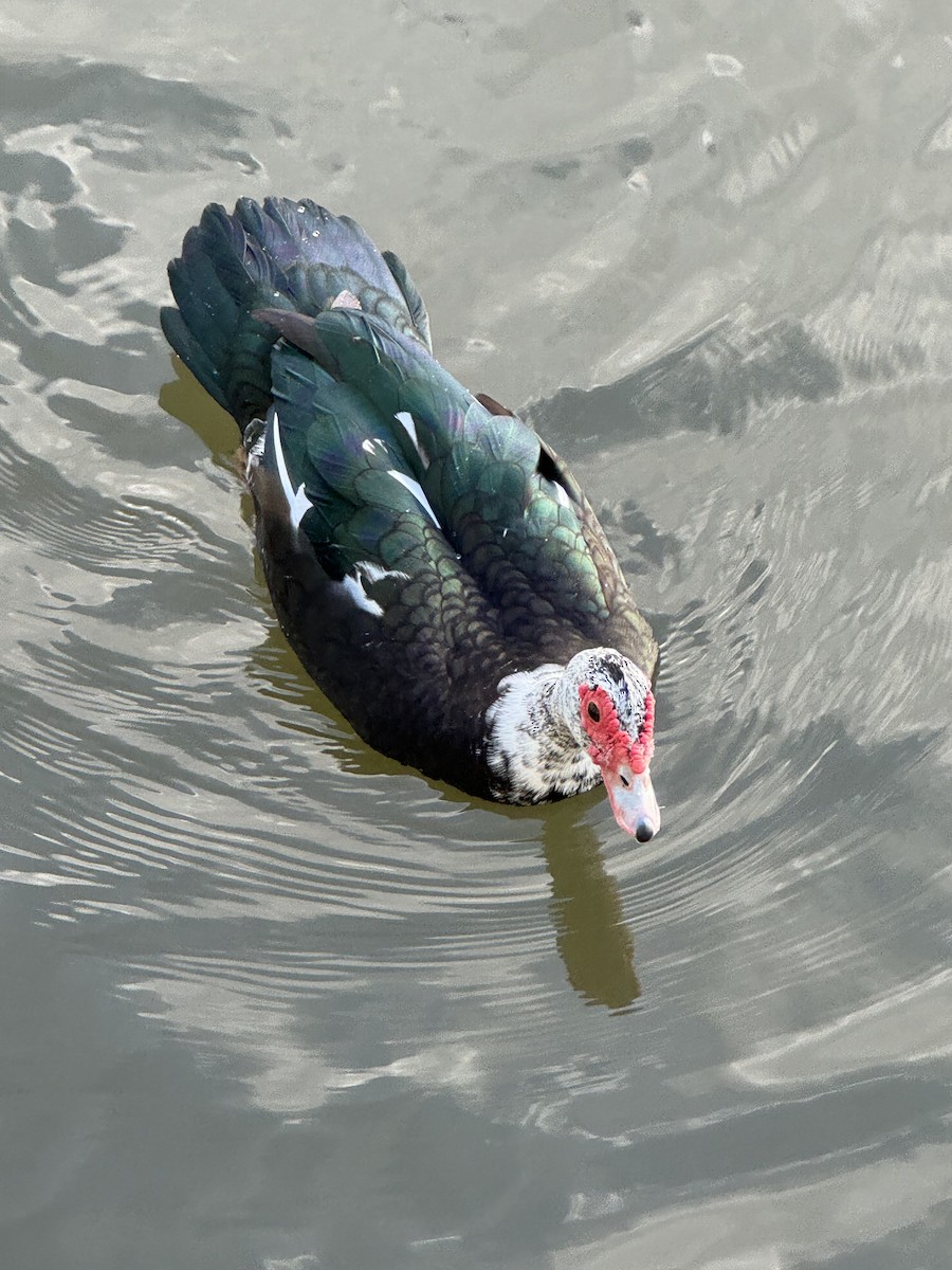 Muscovy Duck (Domestic type) - ML614744869