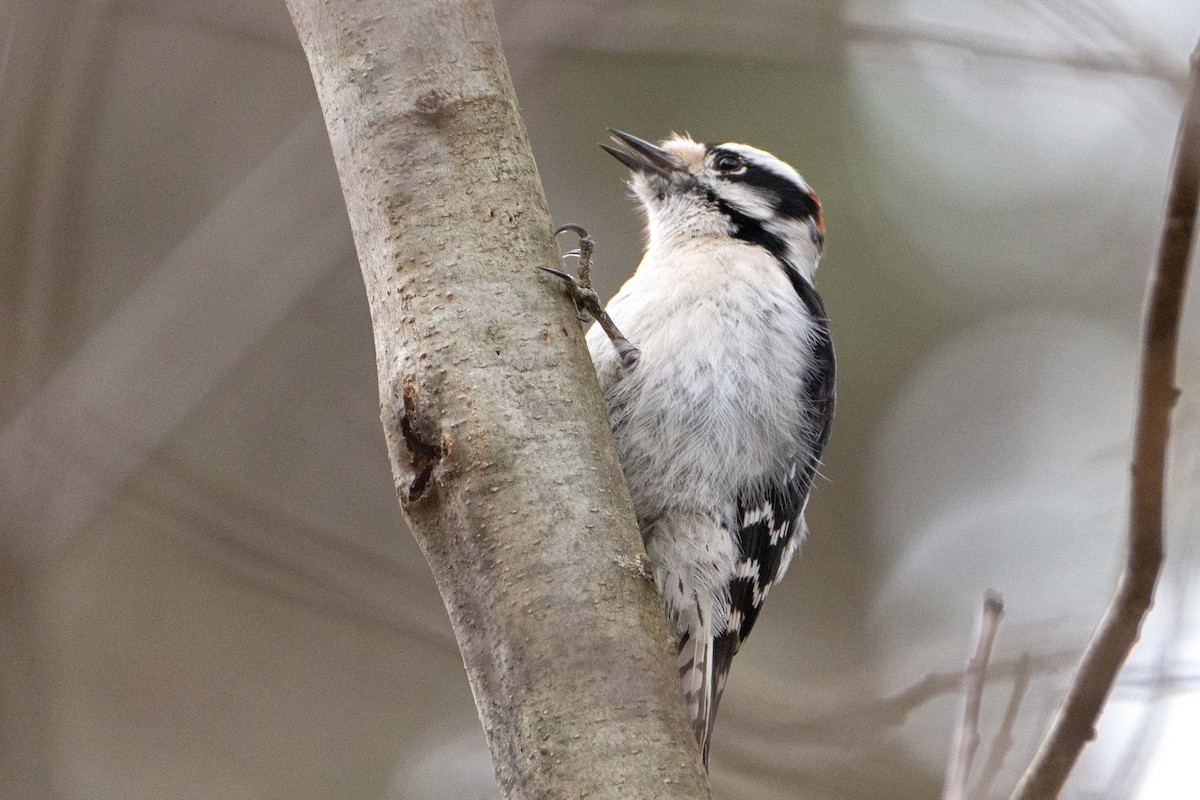 Downy Woodpecker - ML614744896