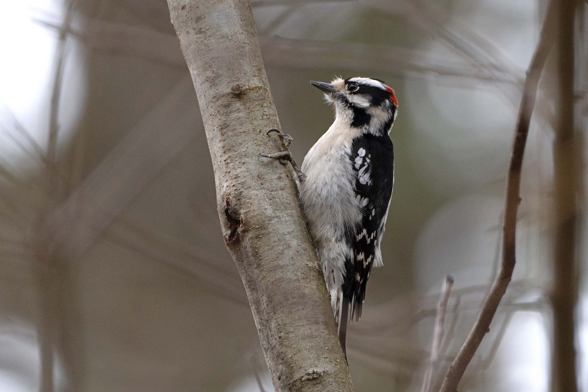 Downy Woodpecker - ML614744897