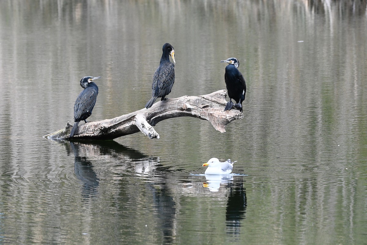 Great Cormorant - ML614744984