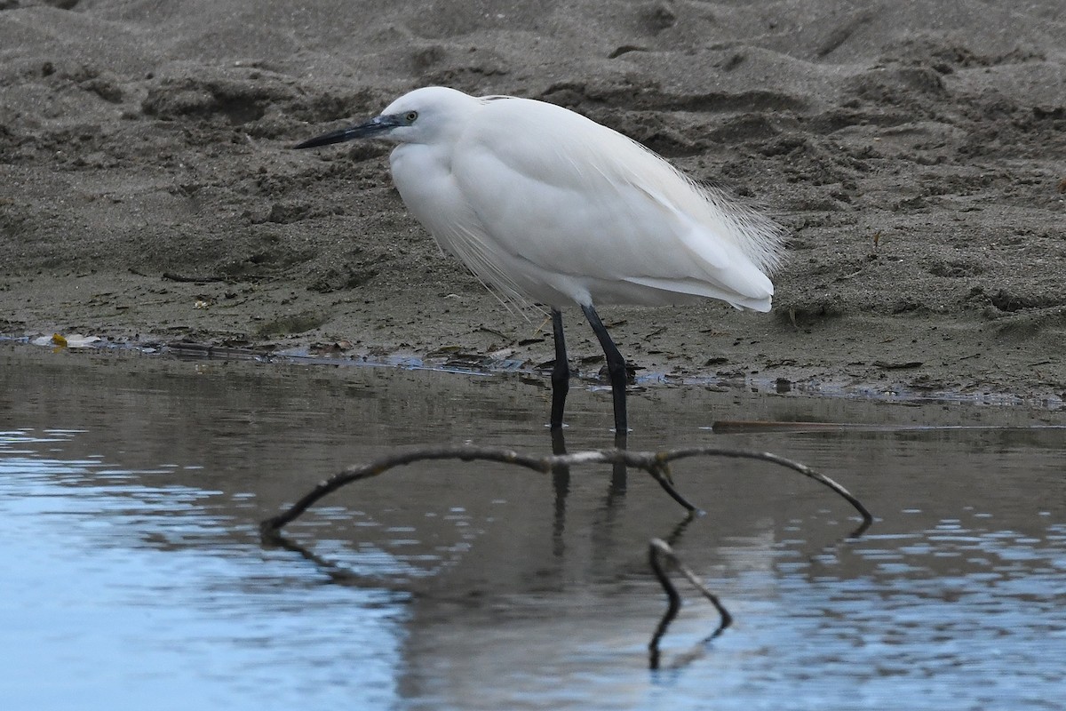 Little Egret - Juan José  Bazan Hiraldo