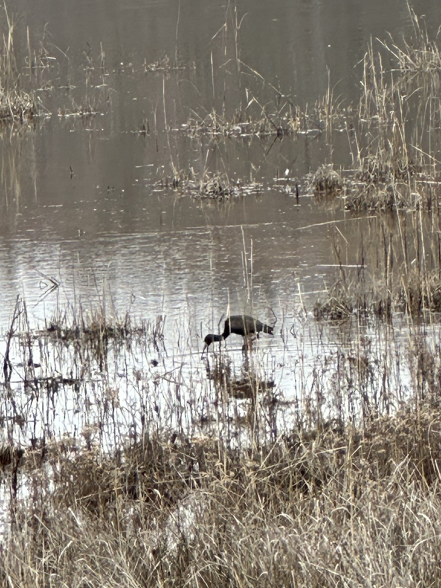 Glossy Ibis - ML614745059