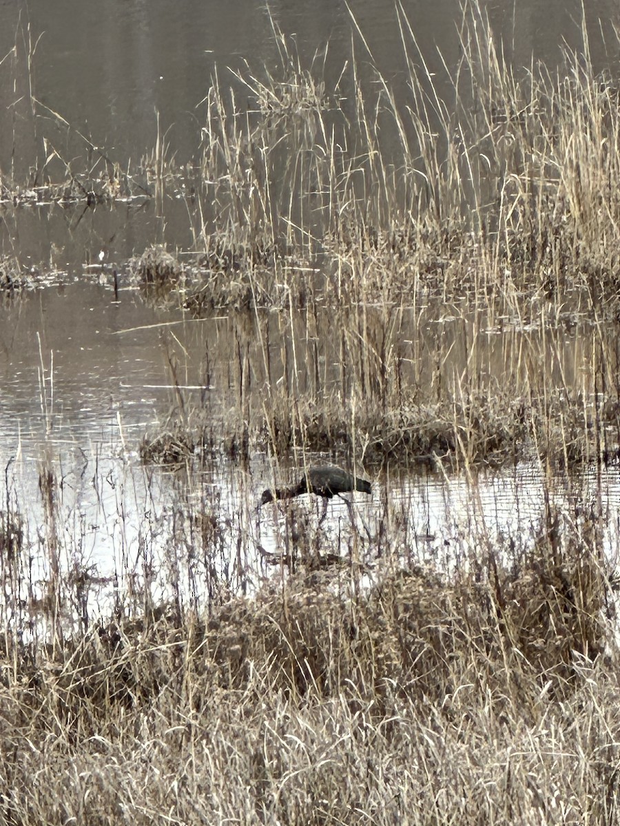 Glossy Ibis - Alissa Kegelman