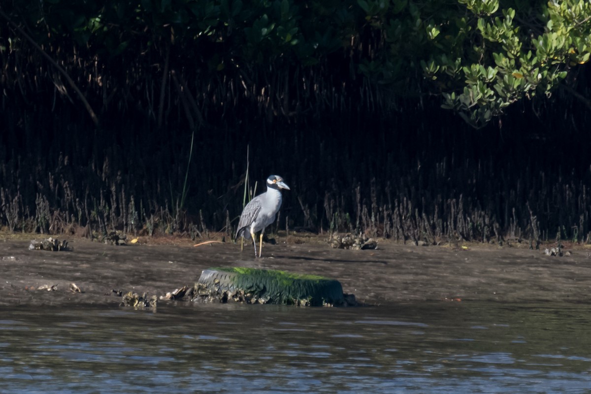 Yellow-crowned Night Heron - ML614745121