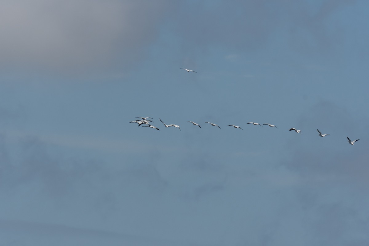 American White Pelican - ML614745142