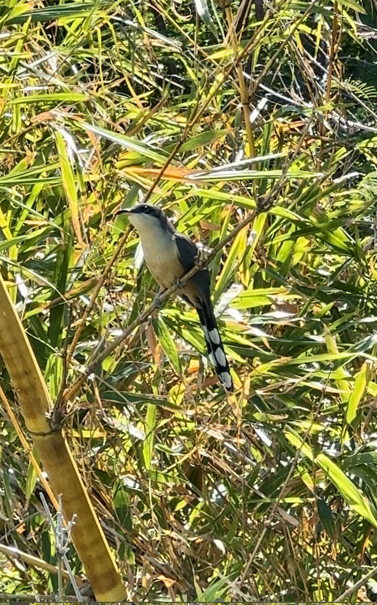 Mangrove Cuckoo - ML614745146