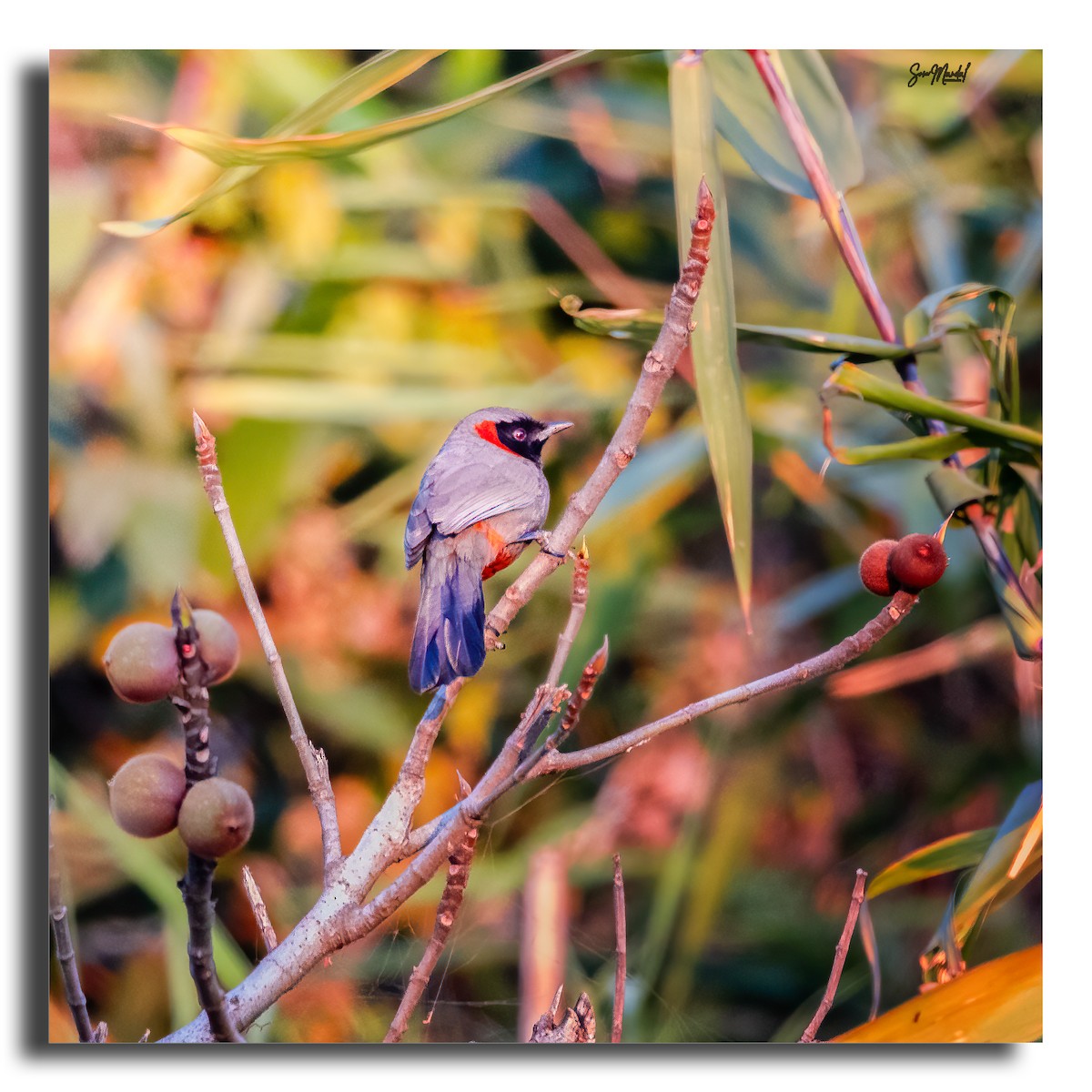 Rufous-necked Laughingthrush - ML614745230