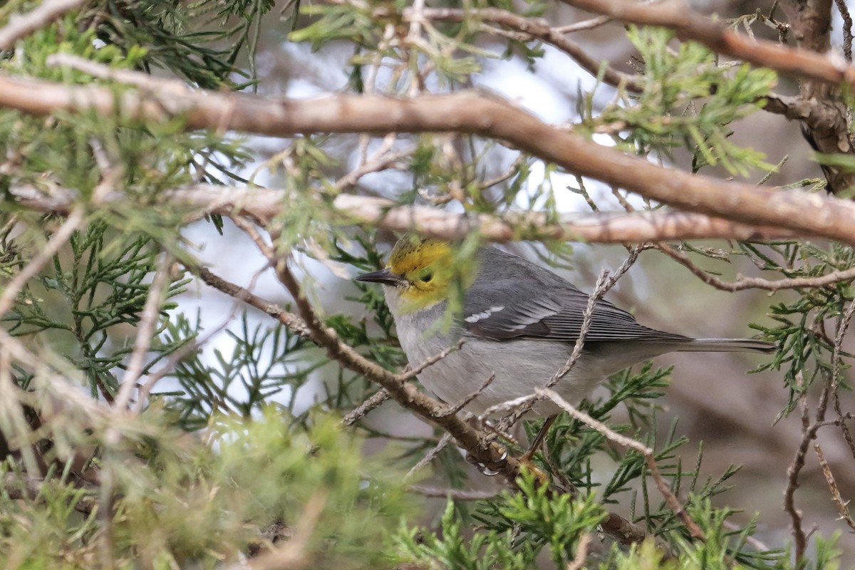 Hermit Warbler - ML614745238