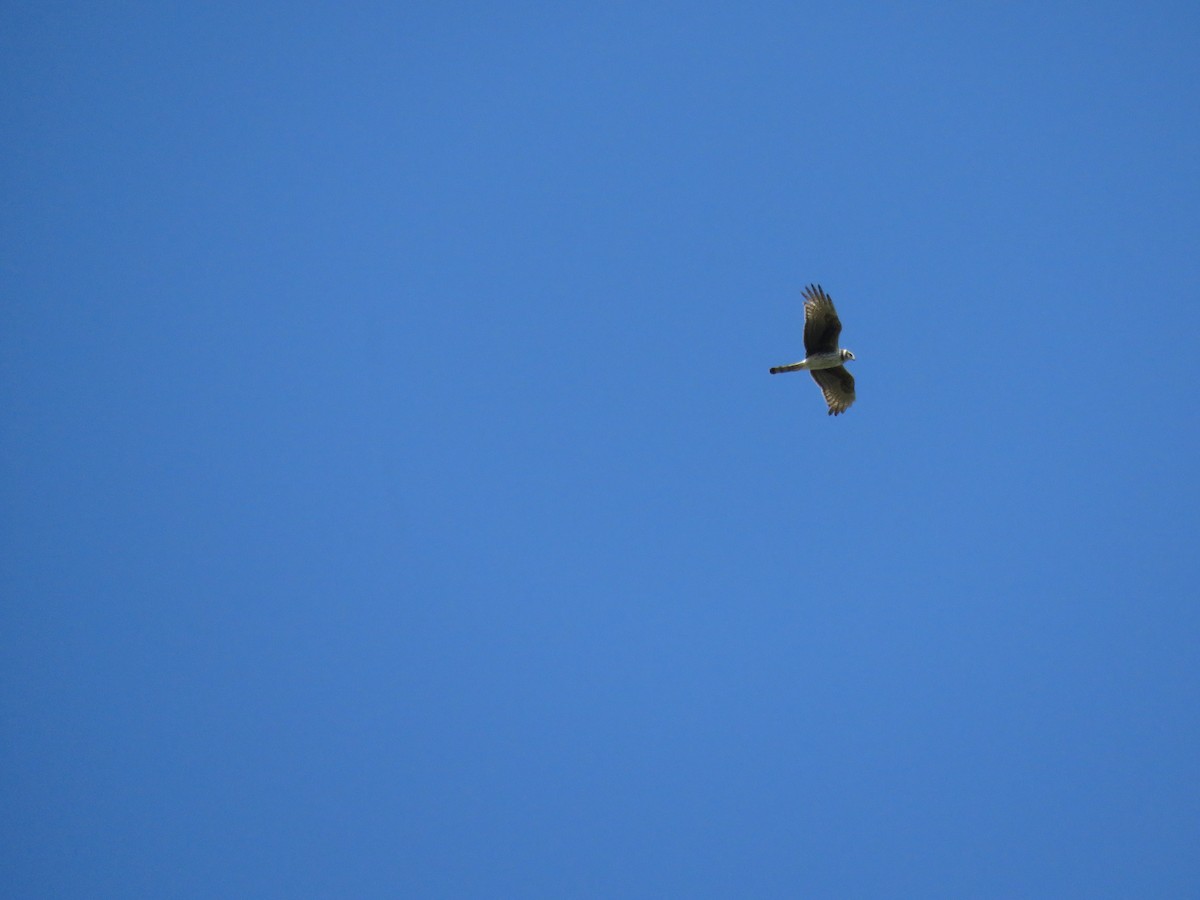 Long-winged Harrier - ML614745256