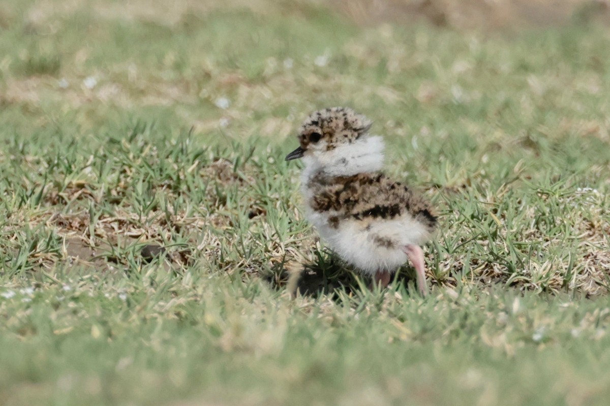 Andean Lapwing - ML614745281