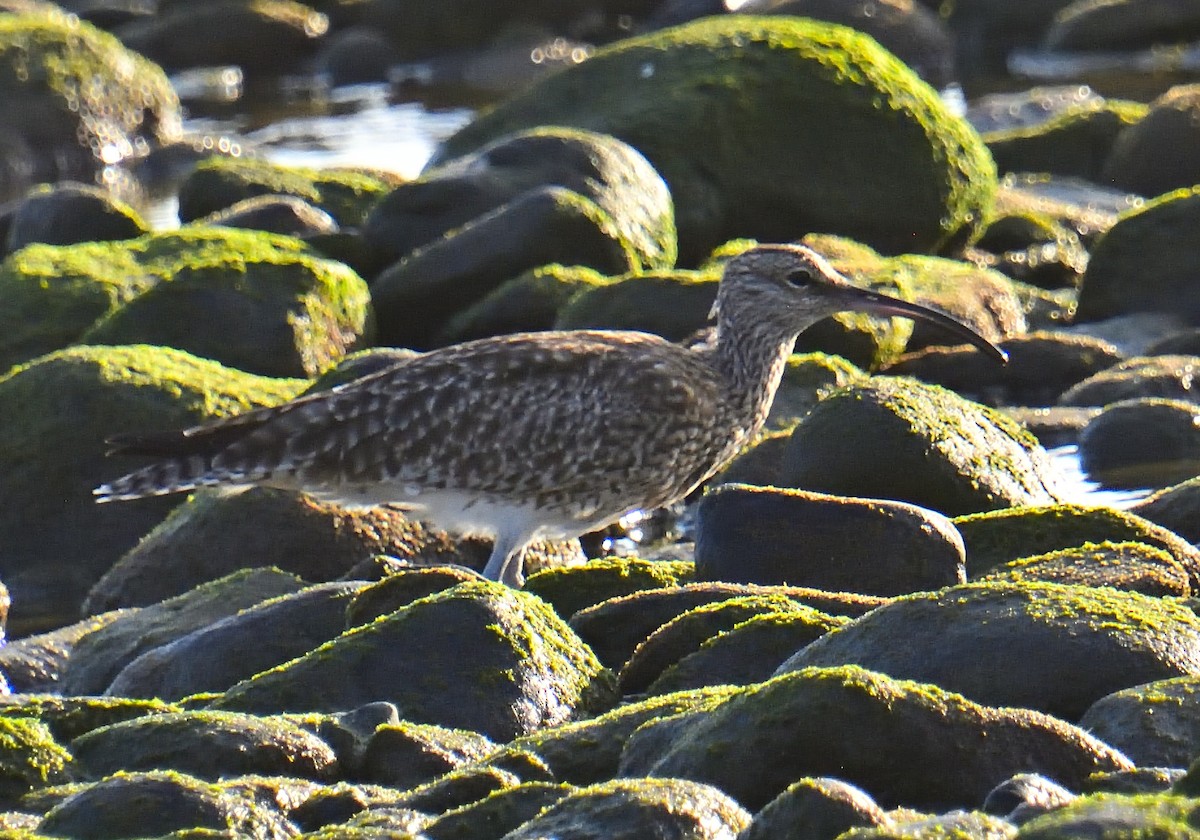 Regenbrachvogel - ML614745285