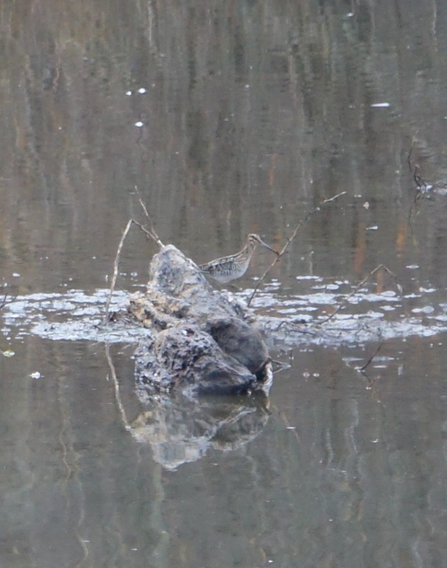 Wilson's Snipe - ML614745320