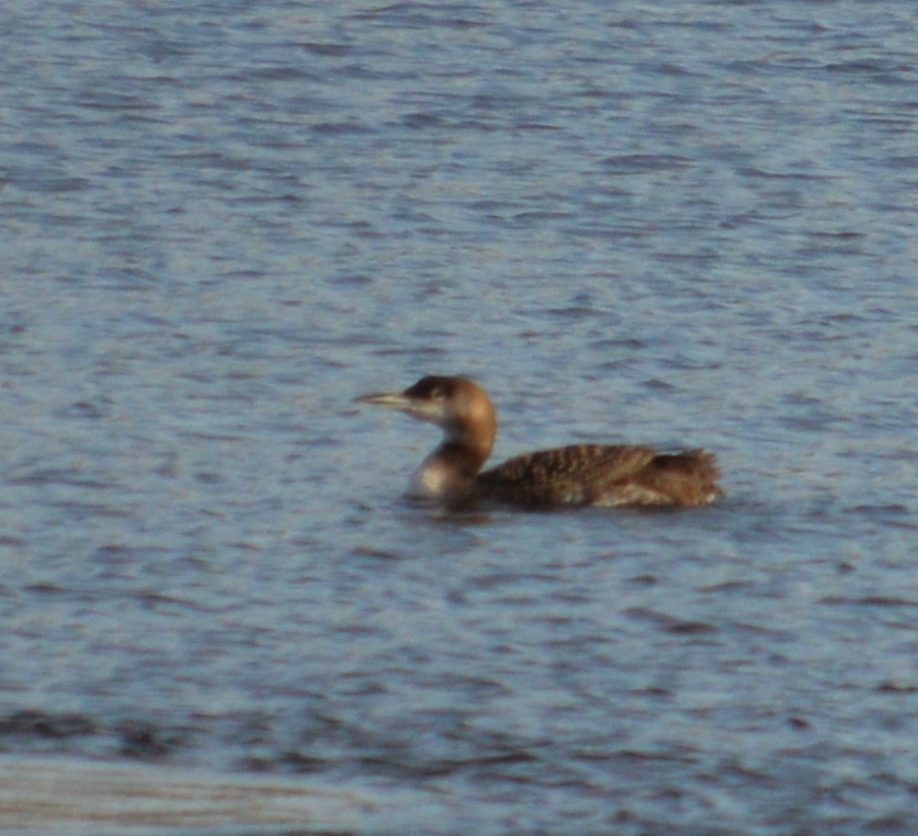 Common Loon - ML614745445