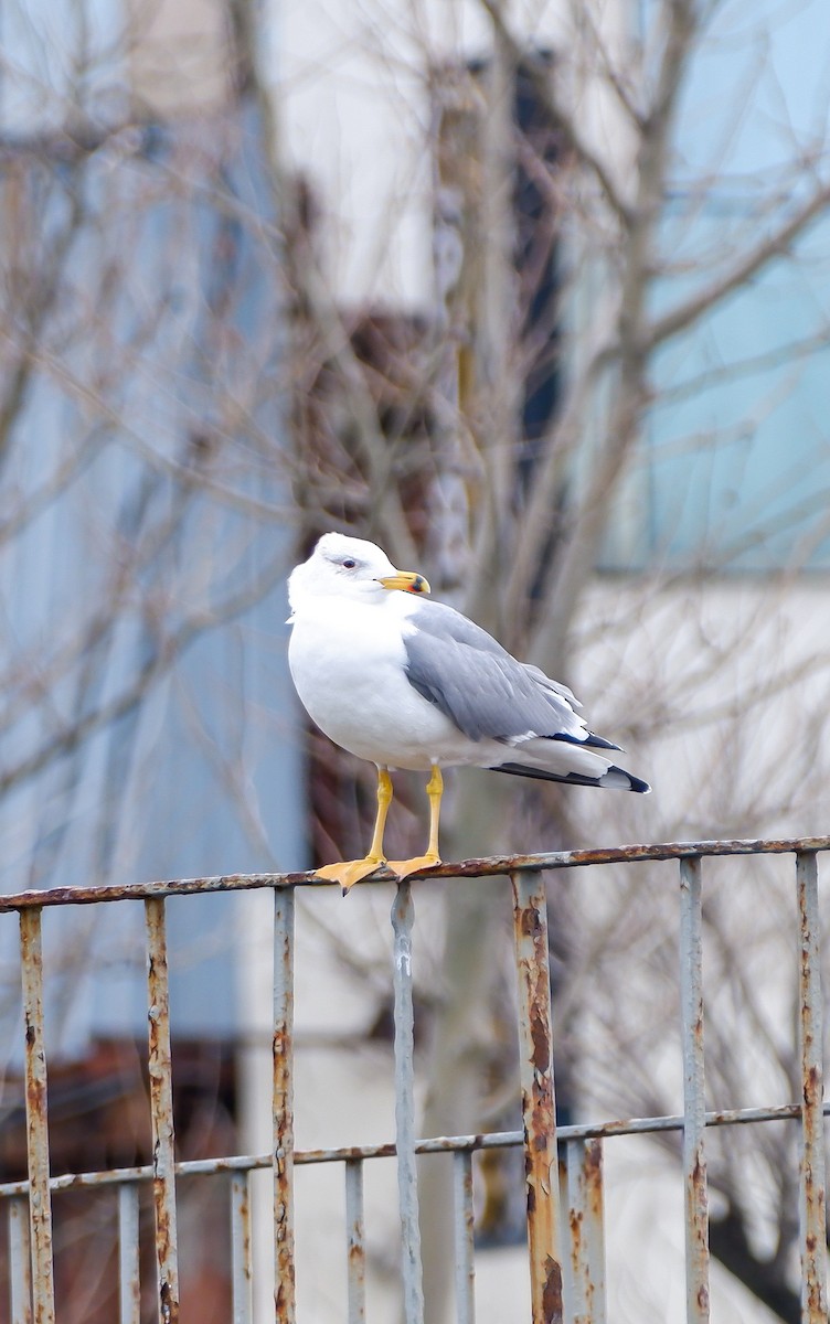 Gaviota Armenia - ML614745527