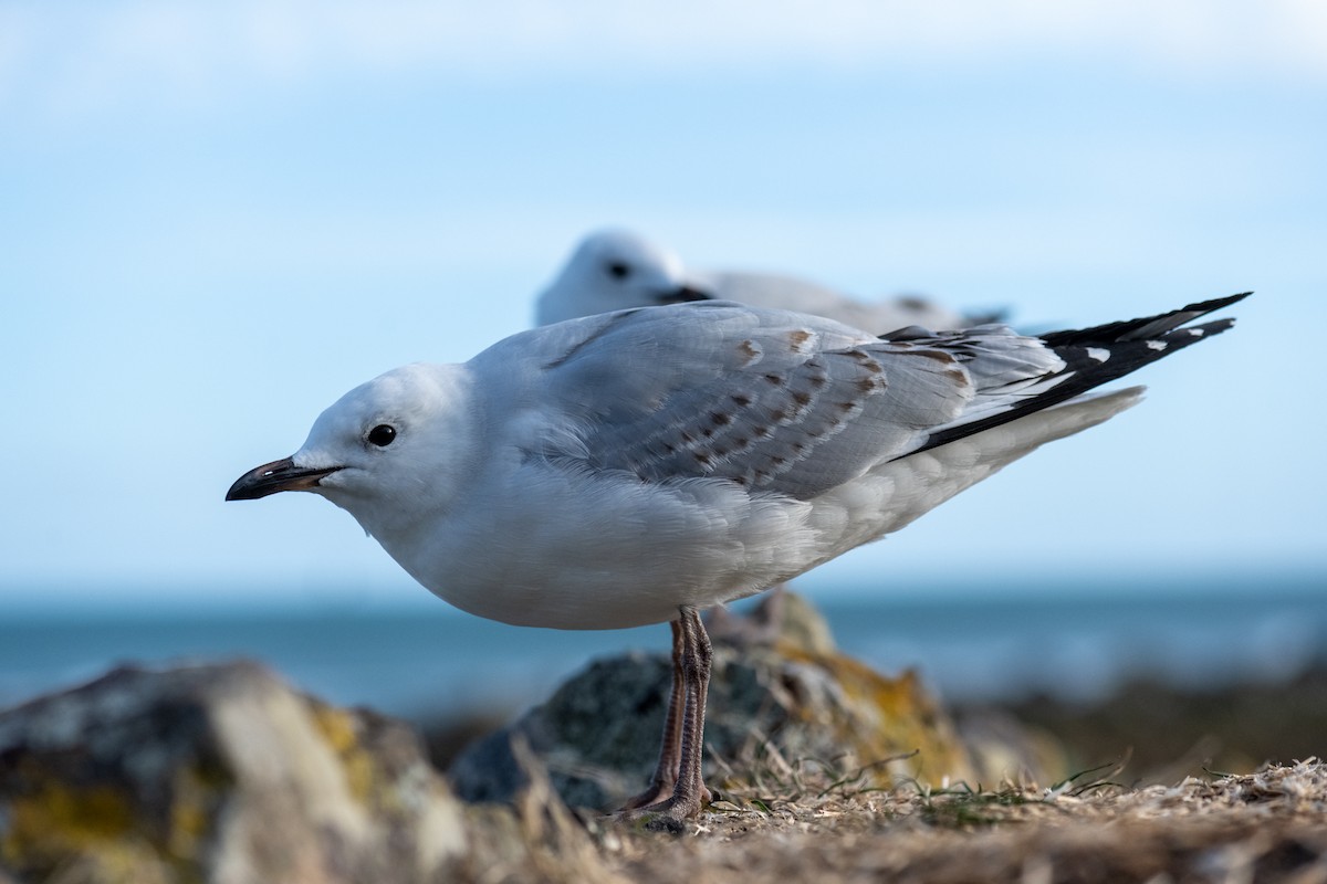 Silver Gull (Red-billed) - ML614745561