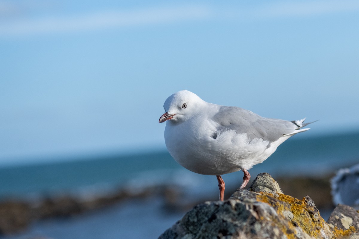 Silver Gull (Red-billed) - ML614745571