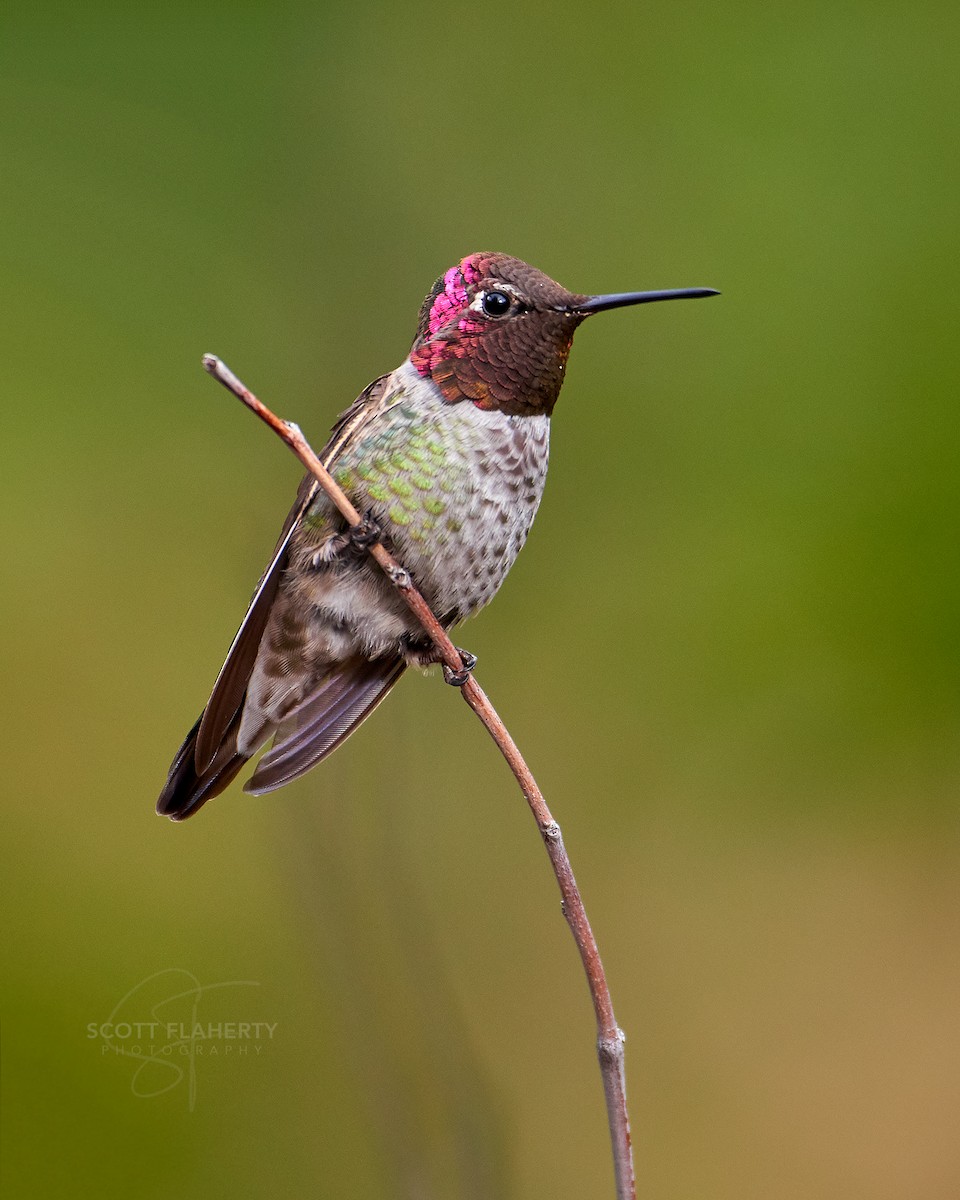 Anna's Hummingbird - ML614745583