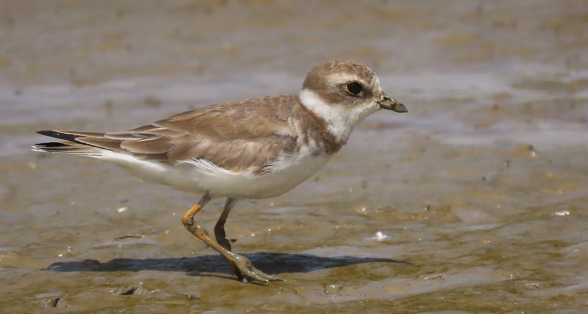 Semipalmated Plover - ML614745620