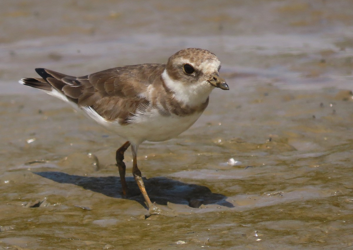 Semipalmated Plover - ML614745629