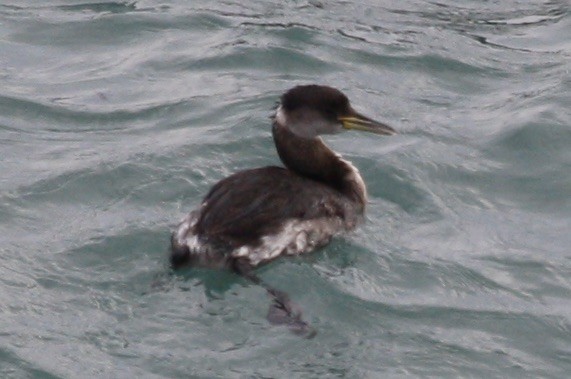 Red-necked Grebe - ML614745693