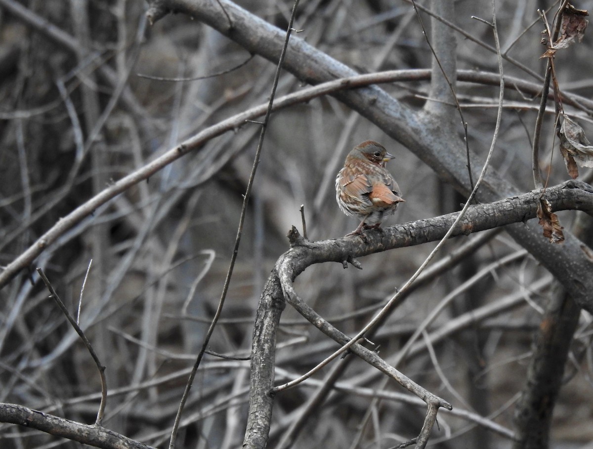 Fox Sparrow (Red) - ML614745726