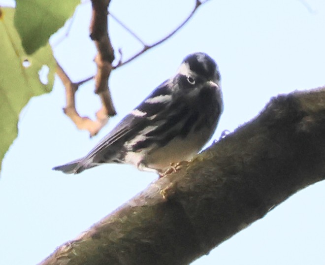 Black-and-white Warbler - Dave Czaplak