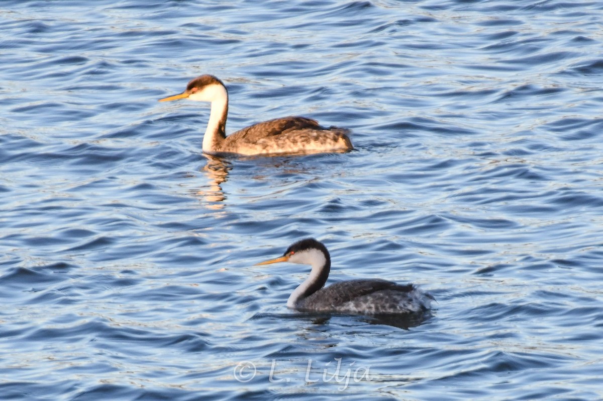 Western Grebe - ML614745913